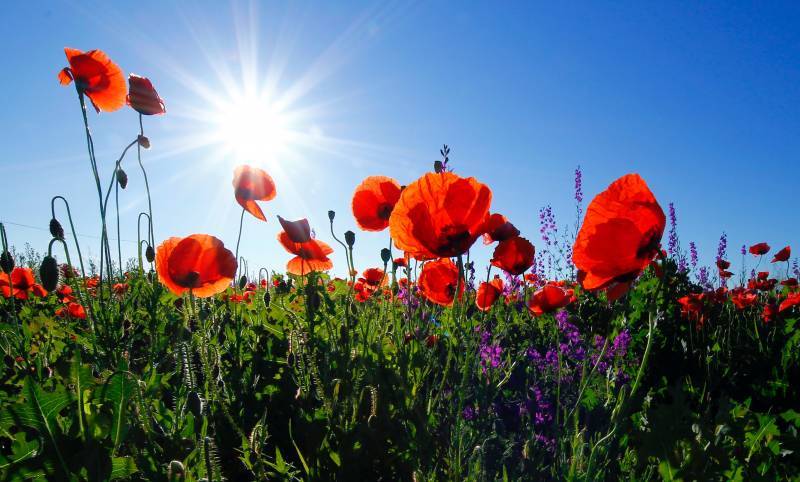 Main image for Date set for Barnsley Remembrance service
