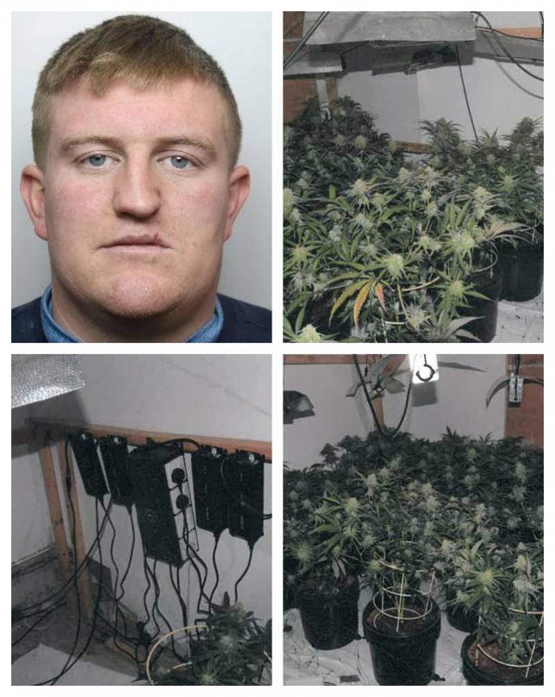 Main image for Man jailed after £20k cannabis find
