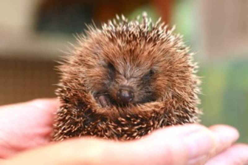 Main image for Residents urged to keep an eye out for hedgehogs