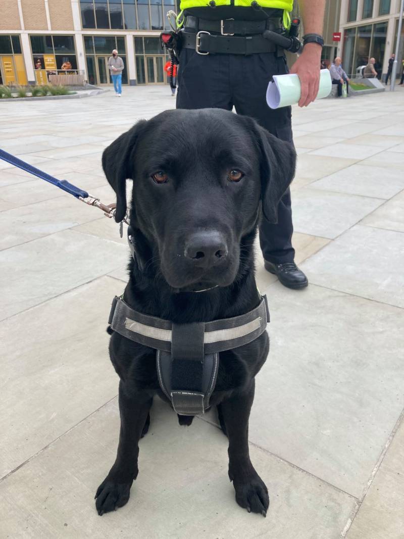 Main image for Police dog helps with arrest of two in town centre