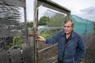 Main image for Allotment holders hit out at vandals