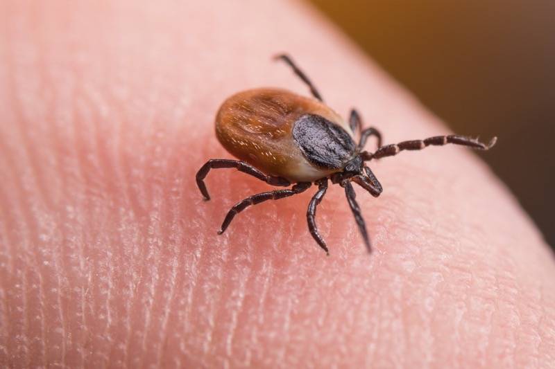 Main image for Warning over rise in ticks