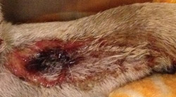 Main image for Dog owners warned over deadly disease