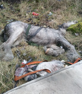Main image for Horse carcasses discovered amongst flytipping