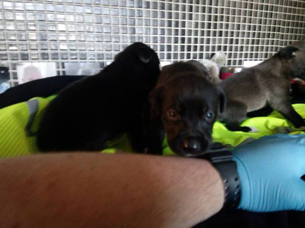Main image for Police rescue neglected dogs
