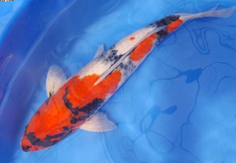 Main image for Have you seen some Koi Carp?