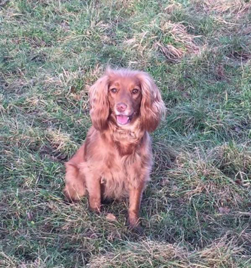 Main image for Dogs stolen from Royston Park