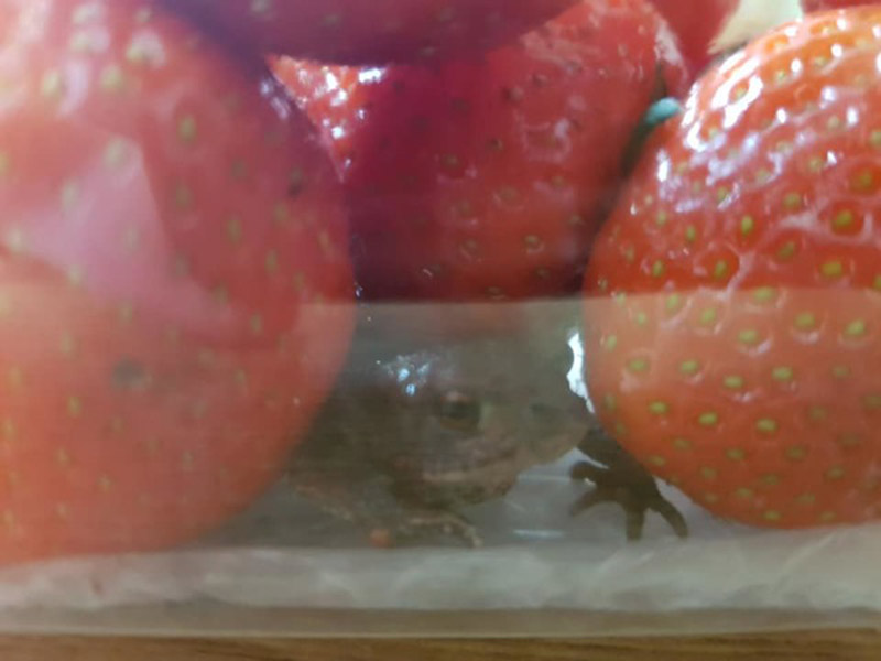 Main image for Strawberries and scream as Leanne finds little visitor