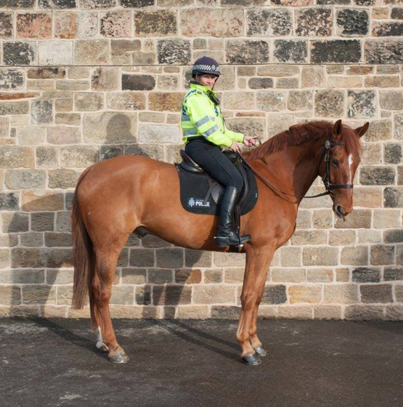 Main image for Early retirement for police horse Noddy